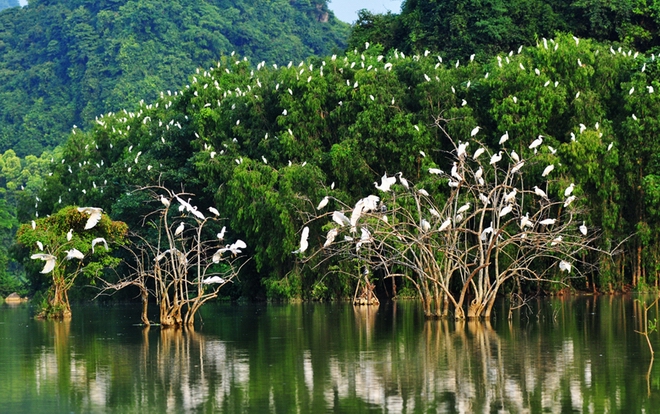 Bird valley in Ninh Binh