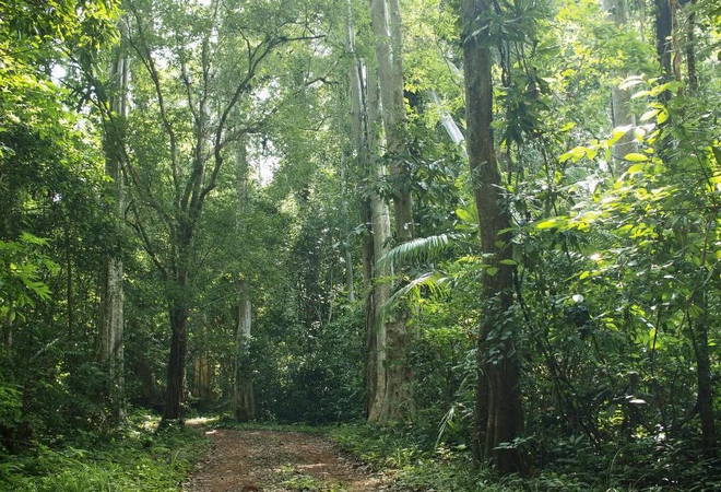 Cuc Phuong national park